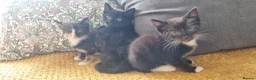 Mixed Breed cats for sale: Maine coon x kittens - Advert 1