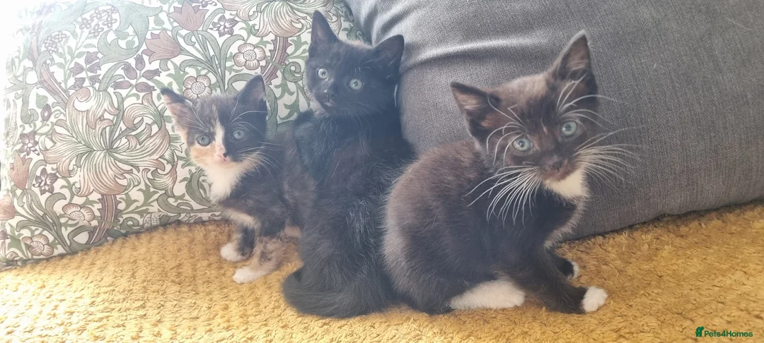 Mixed Breed cats for sale: Maine coon x kittens - Advert 1