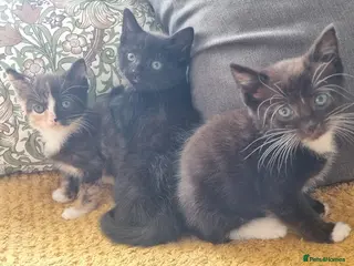 Mixed Breed cats Maine coon x kittens - Advert 11