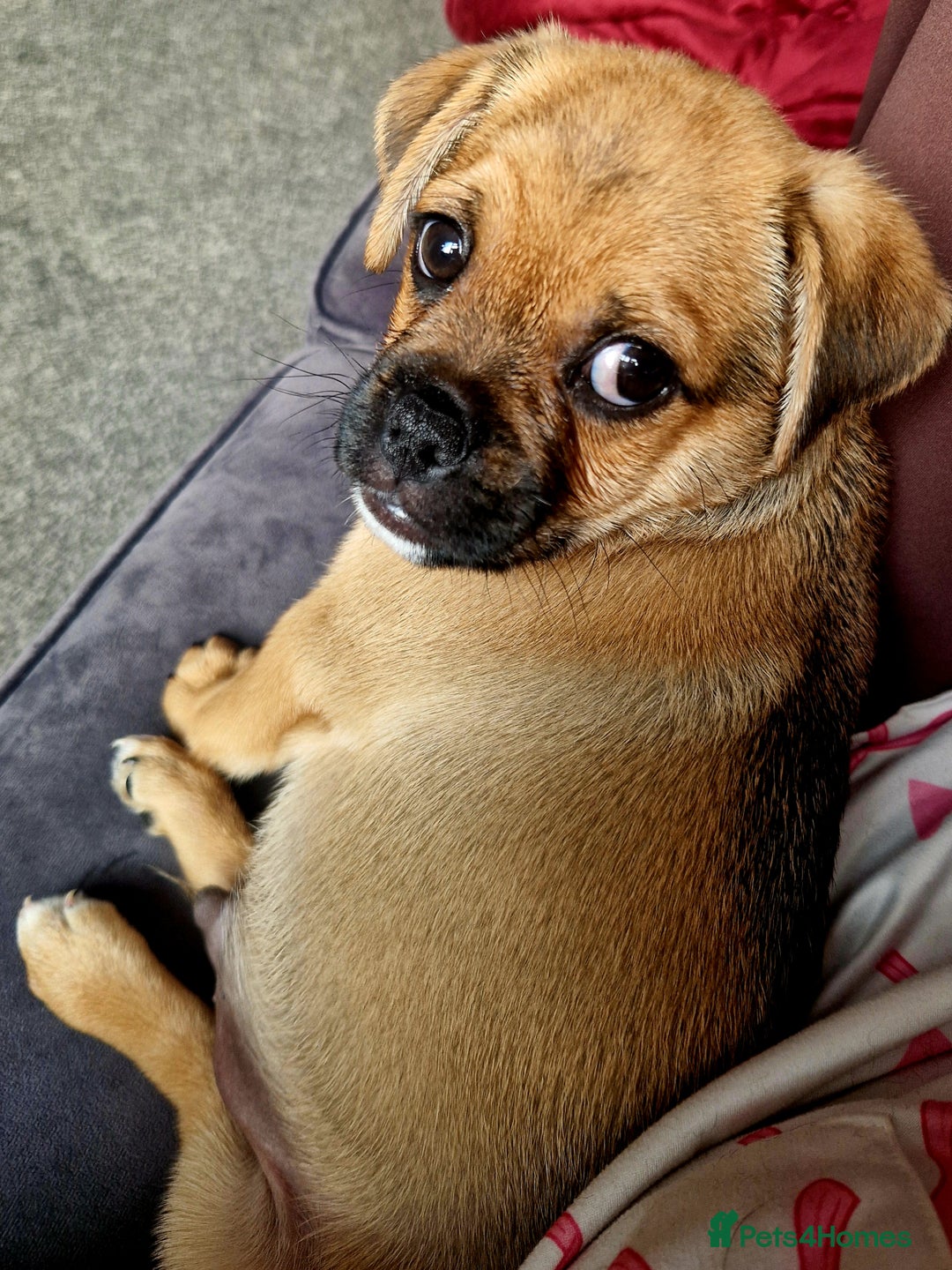 Jug dogs for sale: Beautiful Jug 5 months old - Advert 3