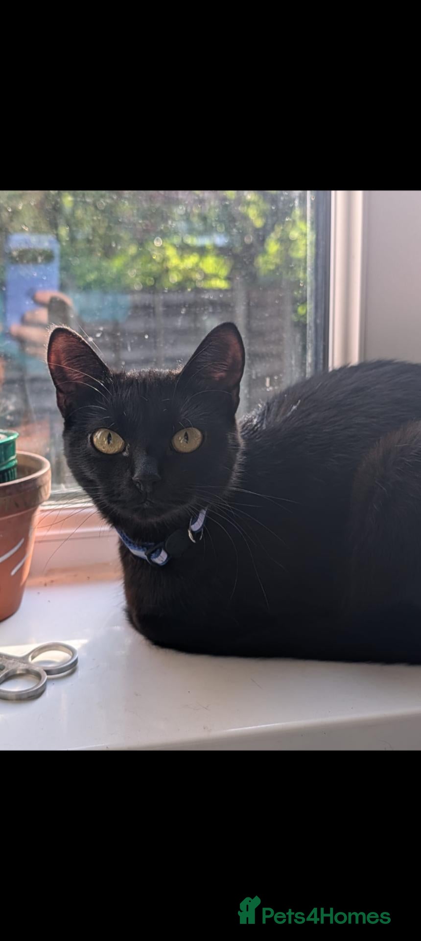 Domestic Shorthair cats 6 month old female for rehoming  - Advert 11