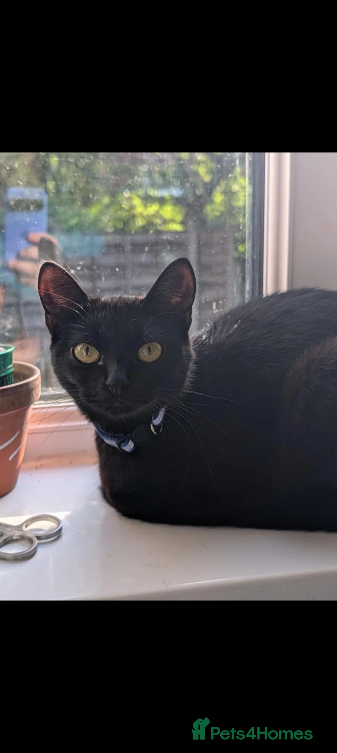 Domestic Shorthair cats for sale: 6 month old female for rehoming  in Bury - Advert 1