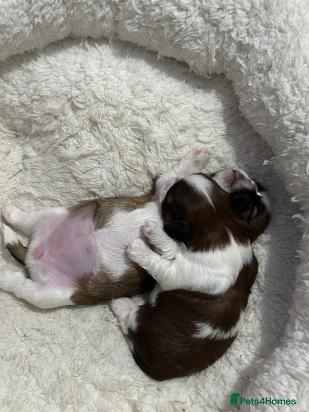 Shih Tzu dogs for sale: 🐾 Gorgeous Shih Tzu Puppies – 1 Boy & 1 Girl 🐾 - Image 5