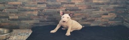 English Bull Terrier dogs for sale: Beautiful k.c reg bully pups  ready to go - Advert 9