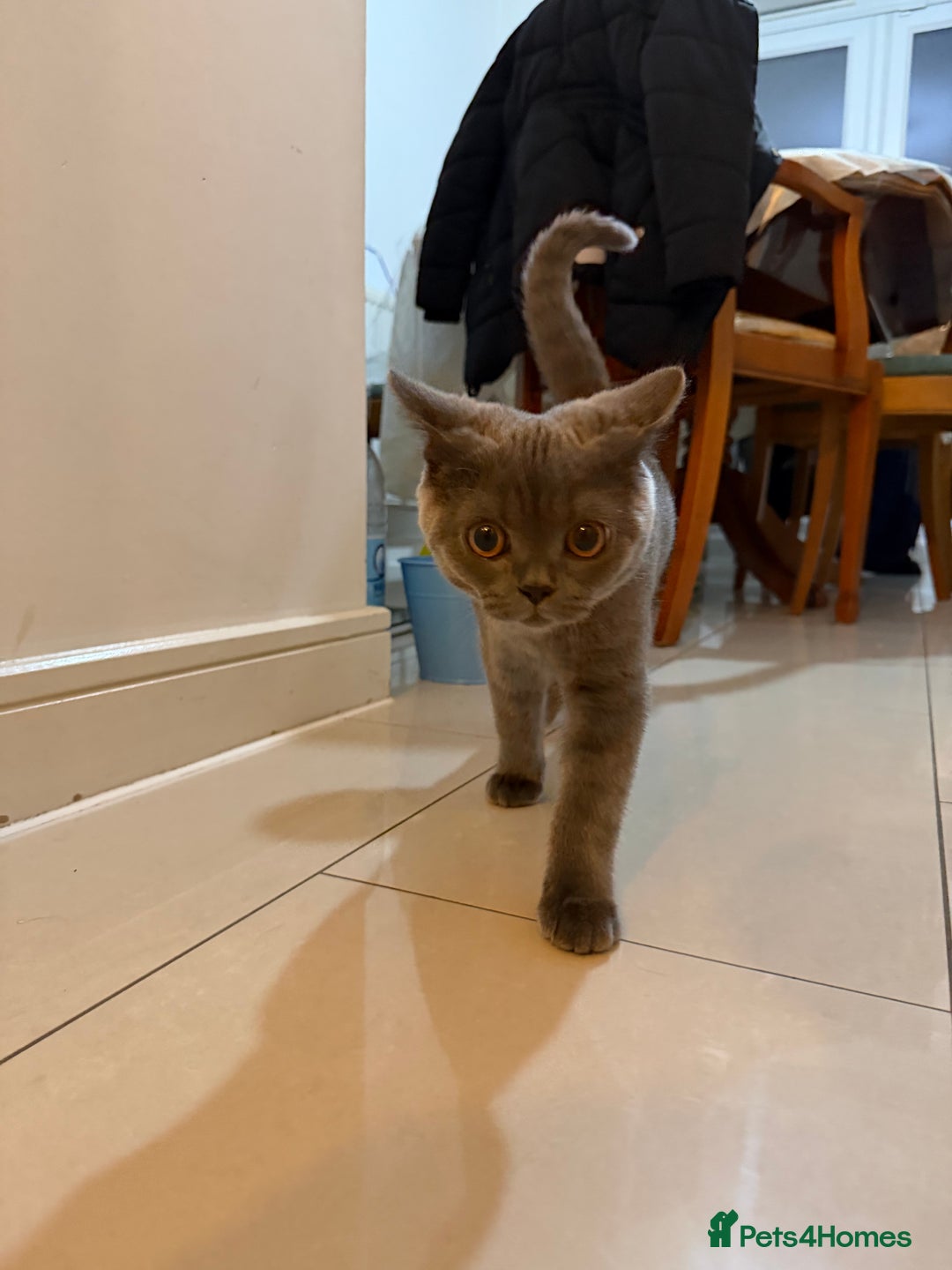 British Shorthair cats for sale: Beautiful British Shorthair  - Advert 5