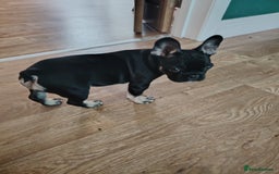 French Bulldog dogs for sale: Molly - Image 2