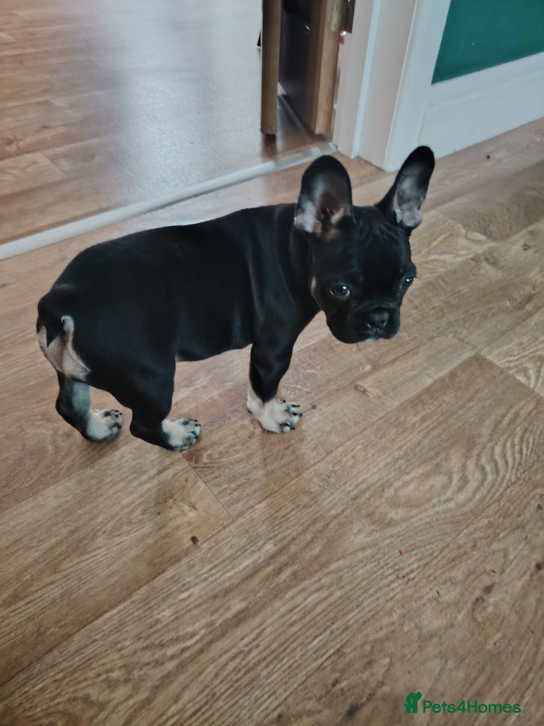French Bulldog dogs for sale: Molly - Image 2