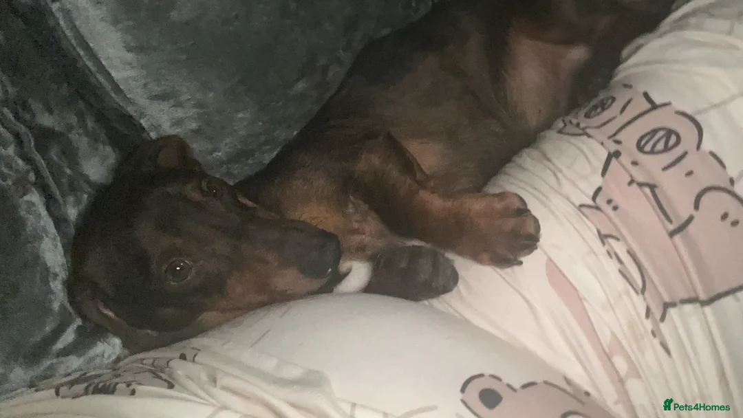 Mixed Breed dogs for sale: Mini Schnoxie’s (mini schnauzer x mini dachshund  - Advert 25