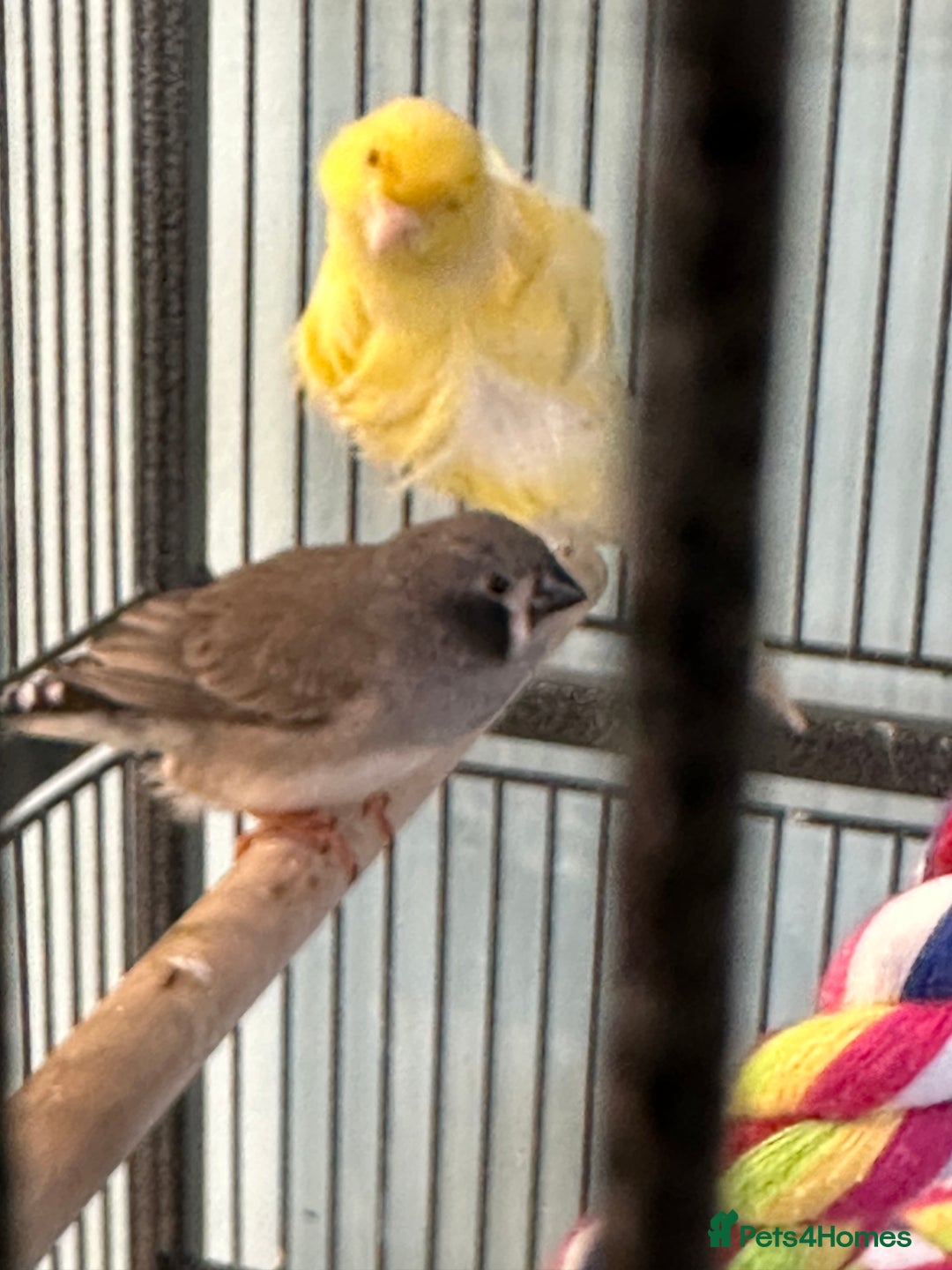 Finches birds for sale: Zebra finch babies for sale - Advert 2
