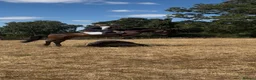 Connemara horses for sale: Safe pc pony / show or cracking alrounder - Advert 12