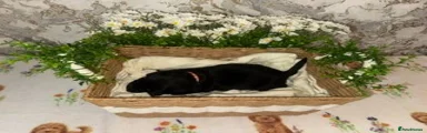 Labrador Retriever 4