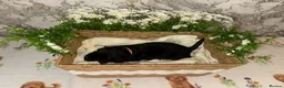 Labrador Retriever dogs for sale: 🖤 KC REGISTERED BLACK LABRADOR PUPPIES 🖤 - Advert 8