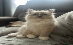 Ragdoll cats for sale: 😻 Beautiful Ragdoll Kittens😻 - Advert 13
