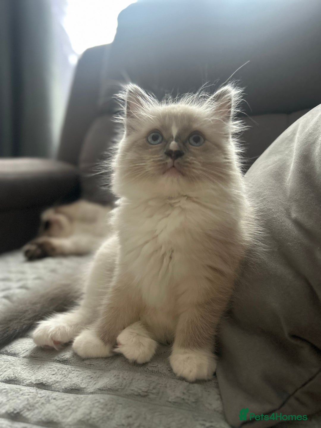 Ragdoll cats for sale: 😻 Beautiful Ragdoll Kittens😻 - Advert 13