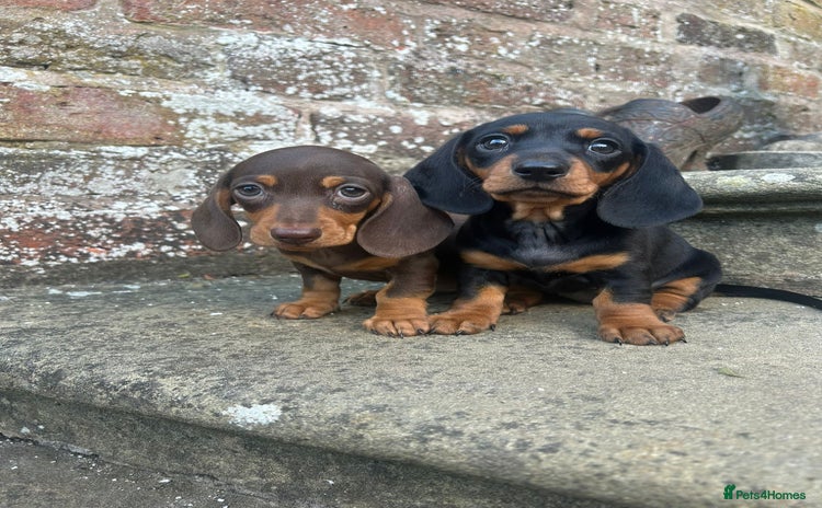 Miniature Dachshund dogs - Advert 6