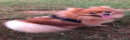 Pomeranian dogs for stud: Orange Pomeranian Stud  - Advert 13
