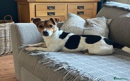 Jack Russell dogs for sale: 5 Jack Russell Puppies - Image 4