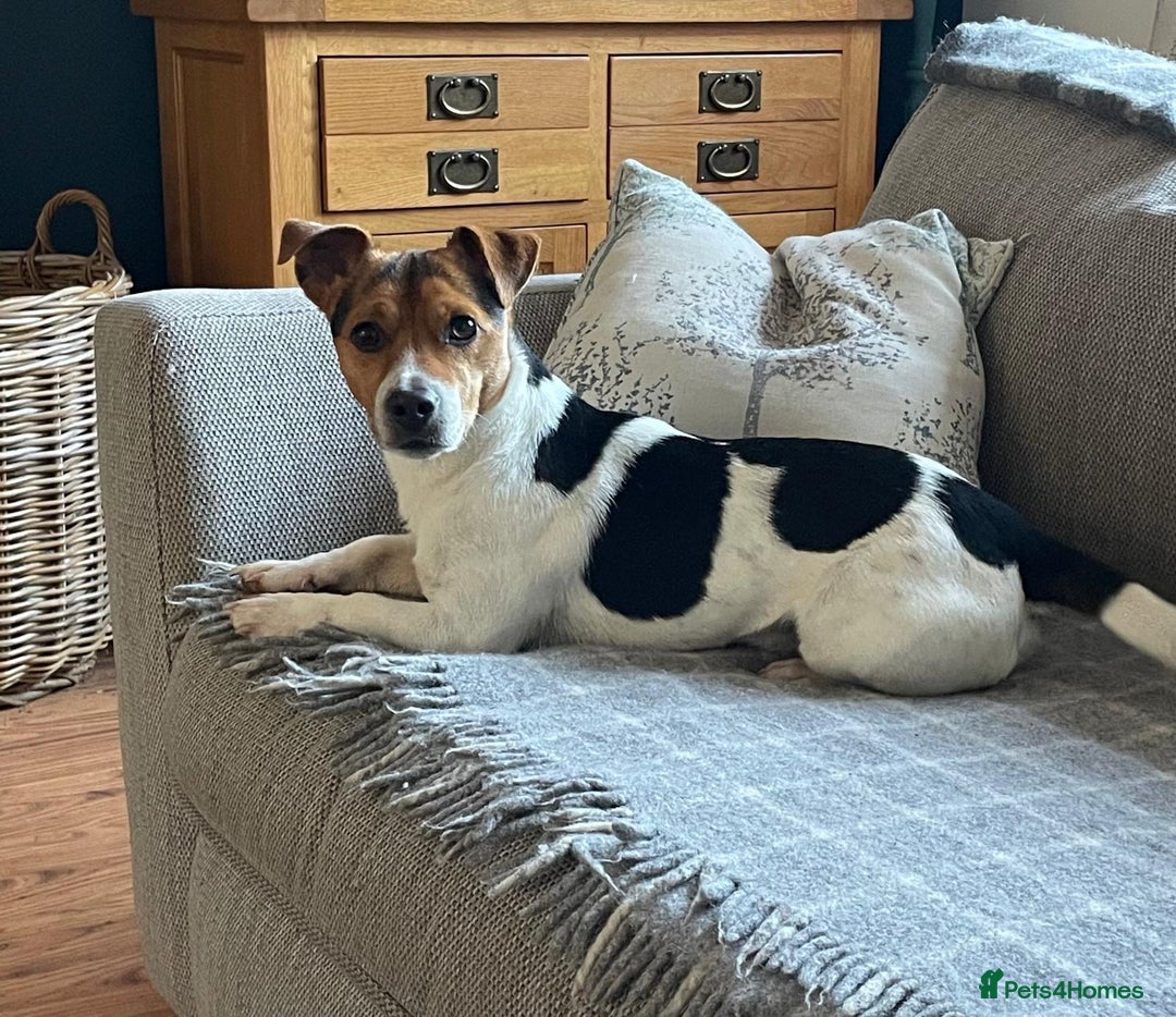 Jack Russell dogs for sale: 5 Jack Russell Puppies - Image 4
