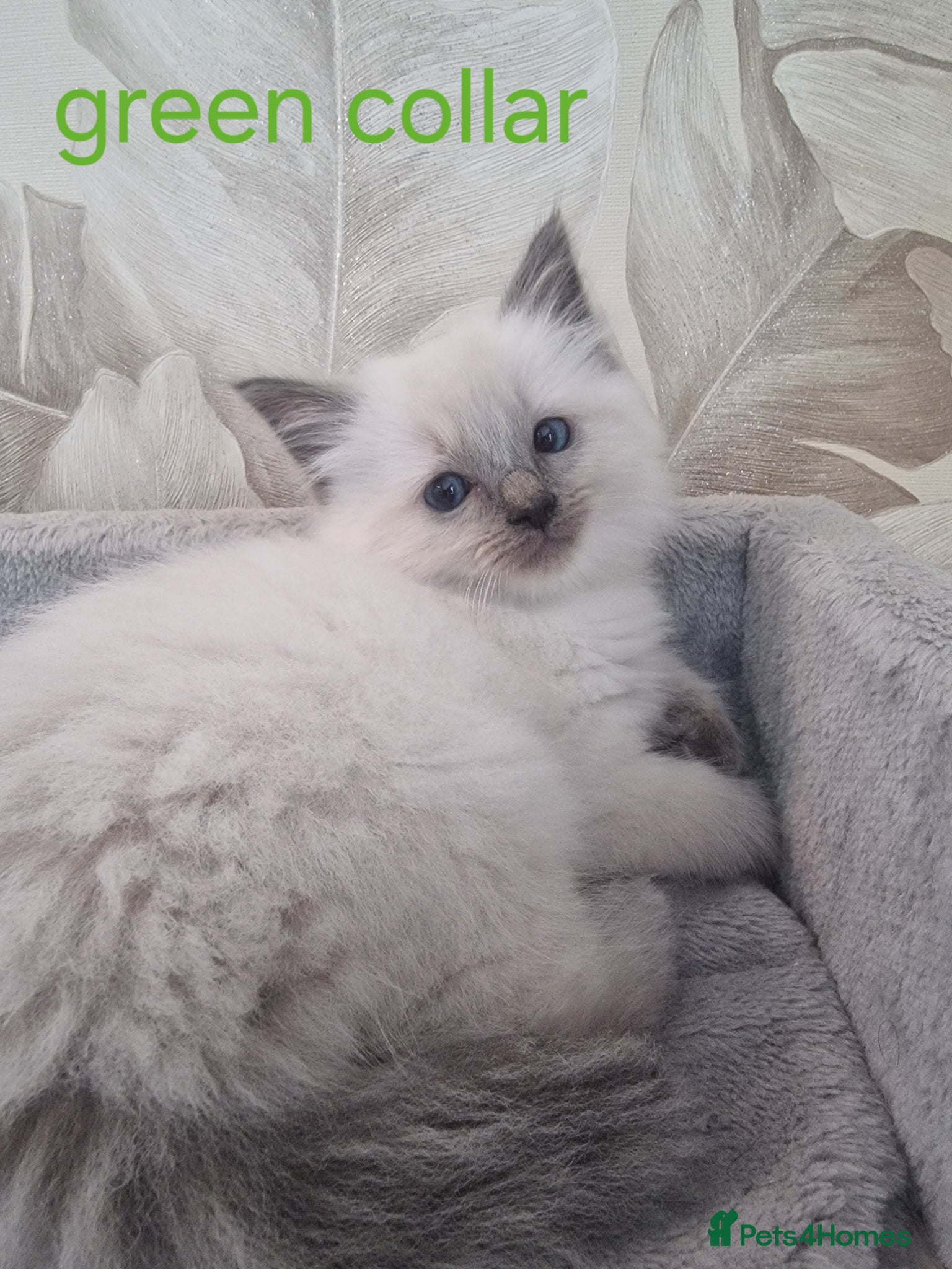Ragdoll cats Blue Point Ragdoll Kitten-vaccines/microchipped - Advert 2