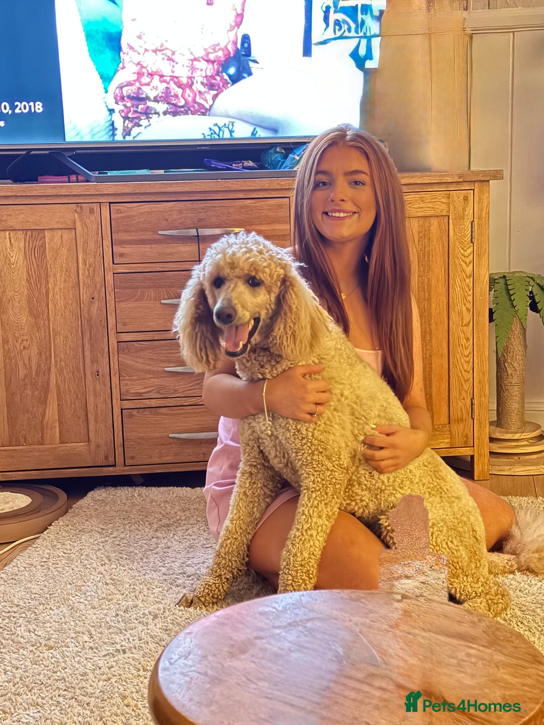 Goldendoodle dogs for sale: 💛F1 Castlecorrie Goldendoodle💛 - Advert 19