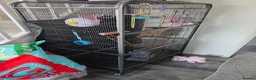 Sugar Glider rodents for sale: Pair of suger glider  in Gravesend - Advert 4