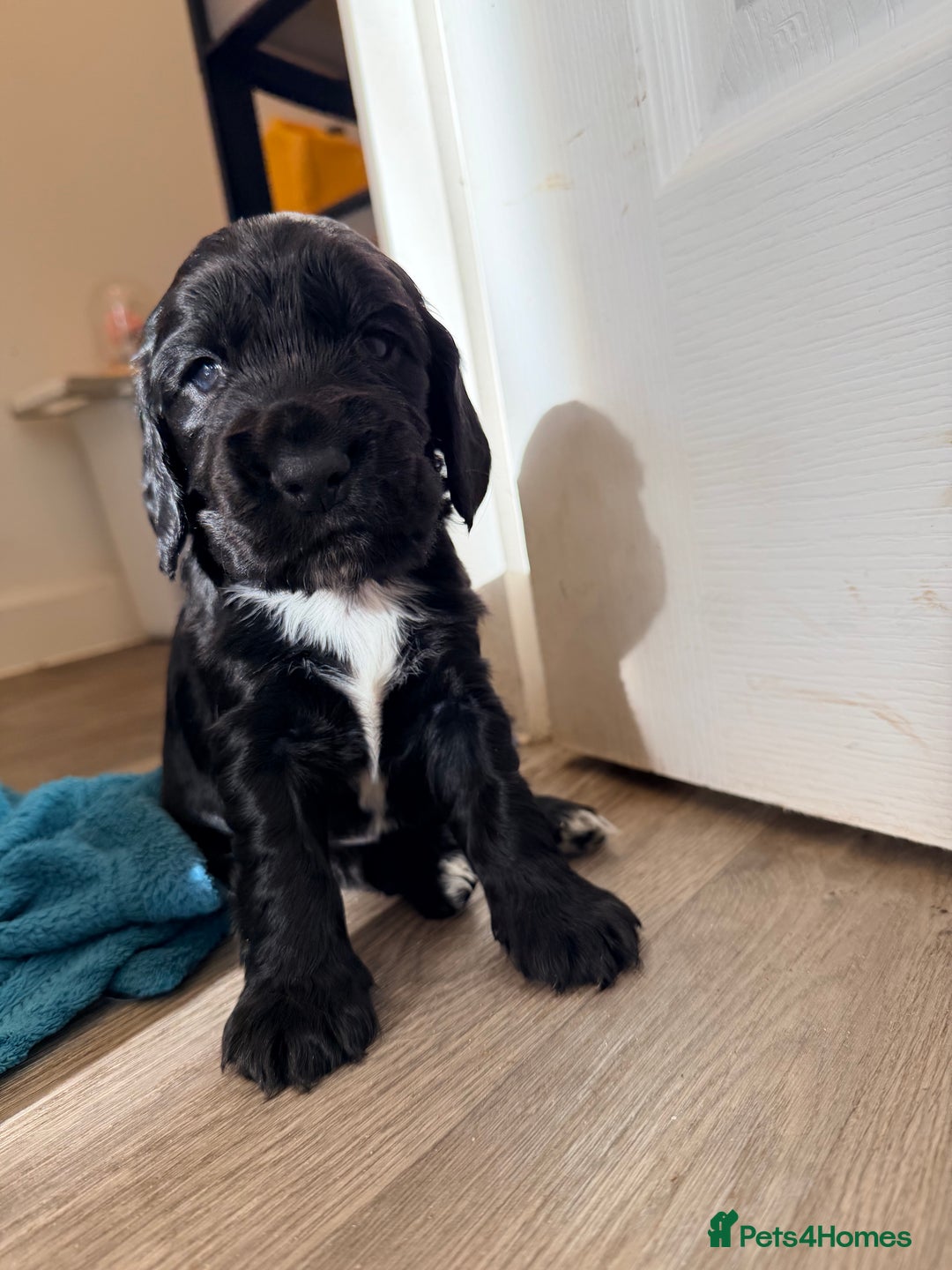 Cocker Spaniel dogs for sale: Kc Cocker spaniel puppies - Image 4