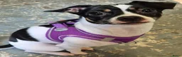 Mixed Breed dogs for sale: Gorgeous little girl in need of a forever home - Advert 24
