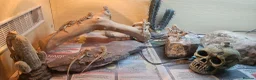 Bearded Dragon reptiles for sale: Baby bearded dragons in Hitchin - Advert 17