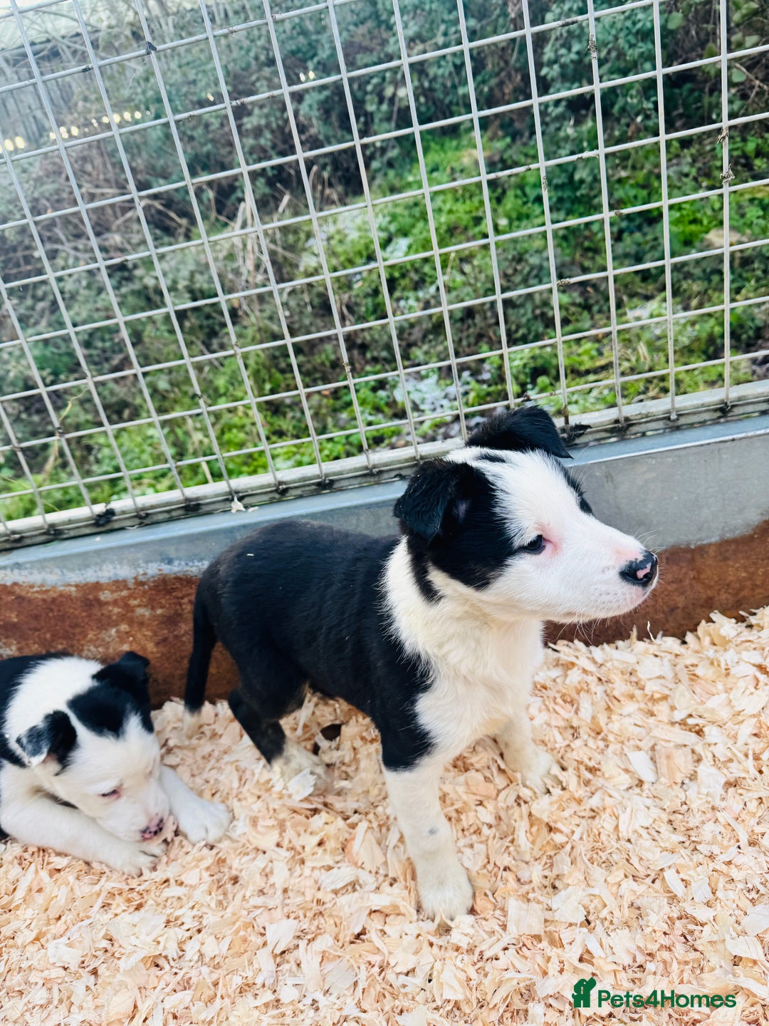 Border Collie dogs for sale: READY NOW border collie puppies one girl two boys  - Advert 10