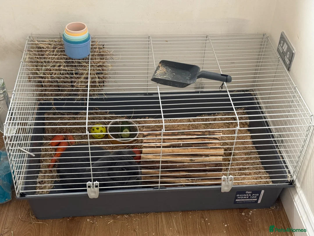 Silver rabbits for sale: Beautiful rabbit looking for a new Home in Ilford - Advert 2