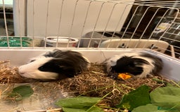 Guinea Pig rodents for sale: 2 Female Guinea Pigs - Image 1