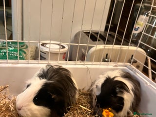 Guinea Pig rodents - Advert 34