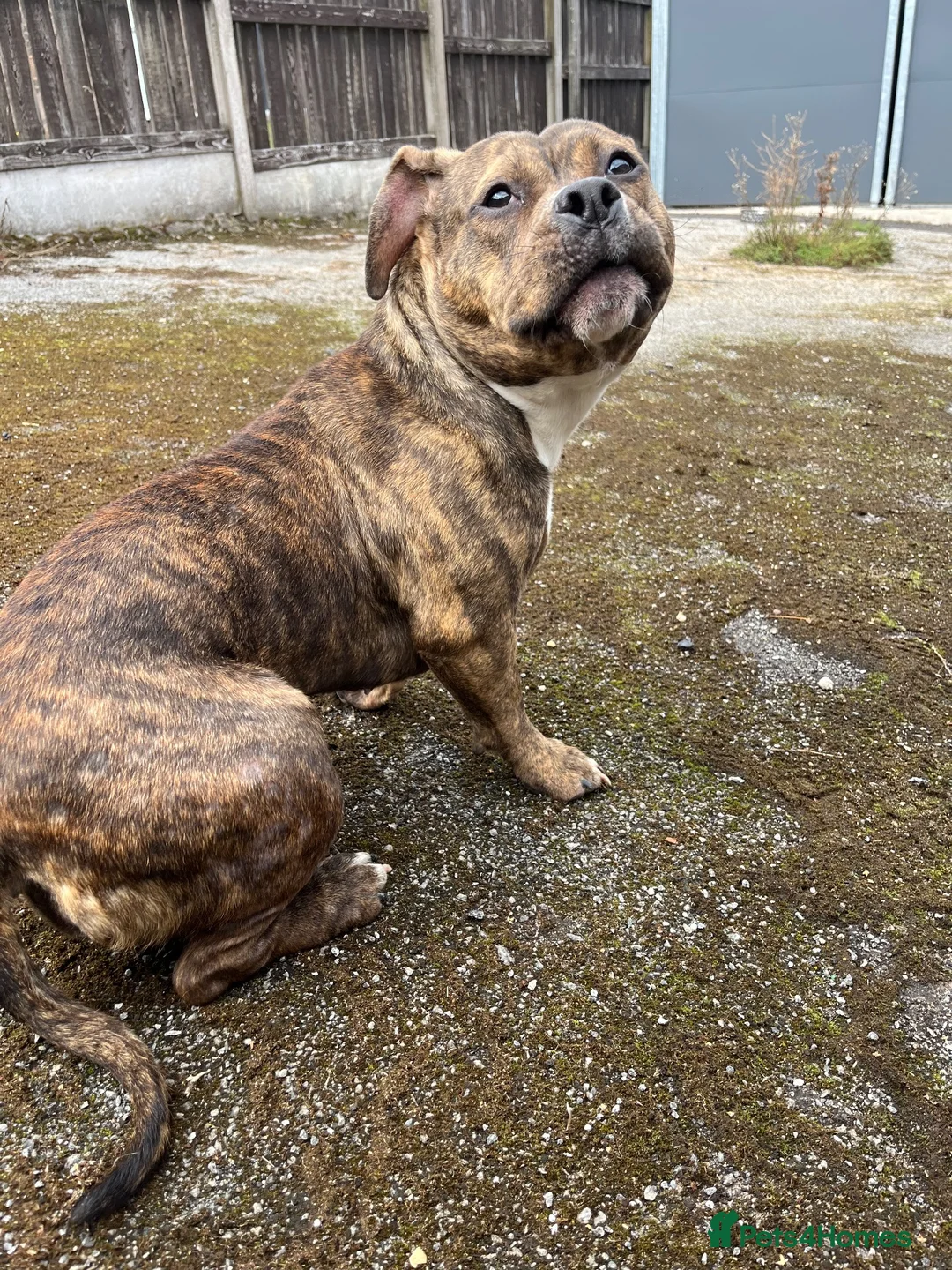 American Bully dogs for sale: Pocket bully girl rehoming for free  in Mansfield - Advert 1