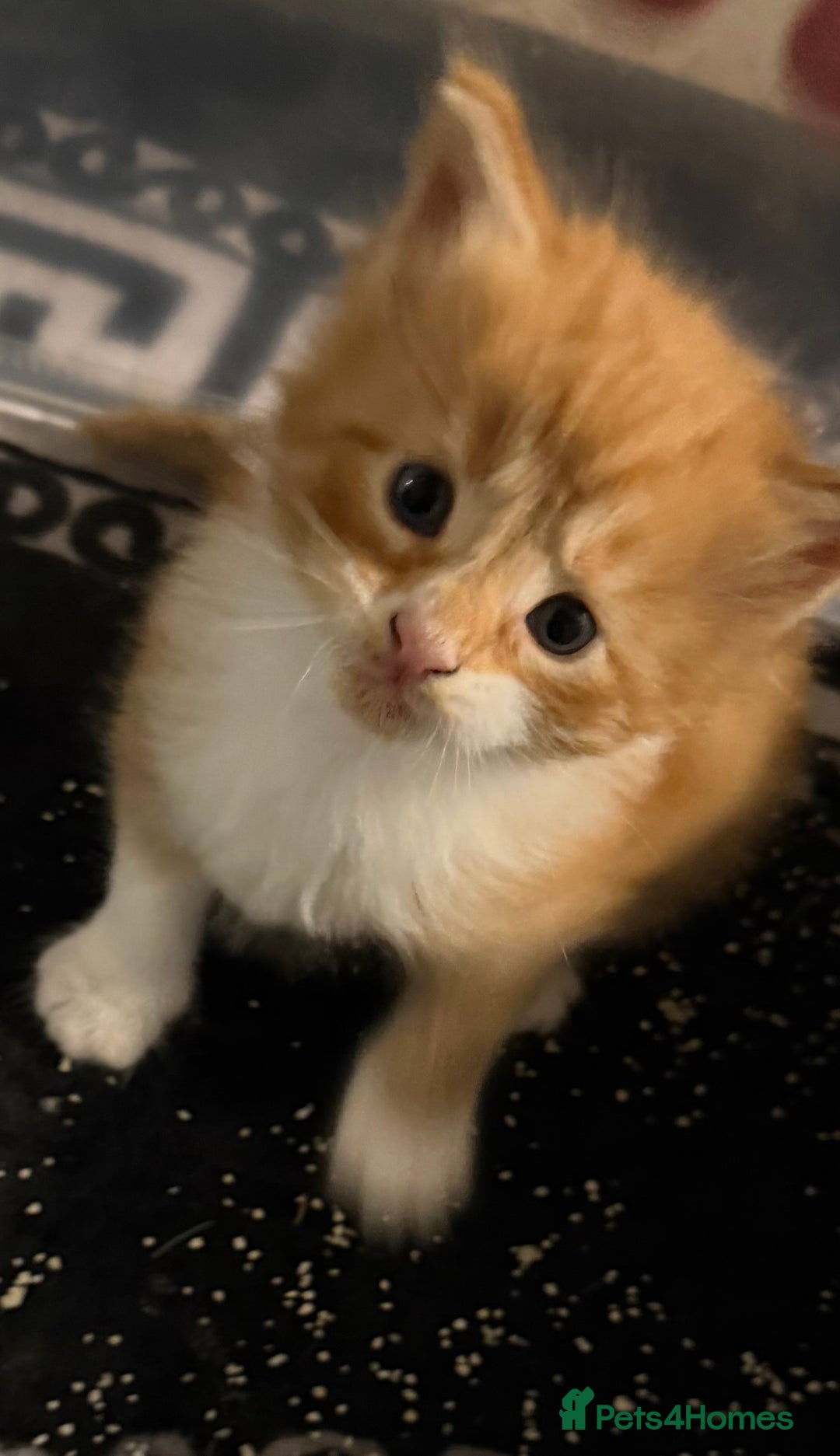 Maine Coon cats for sale: Rare red and white bicolor lMaincoon ready now  - Advert 11