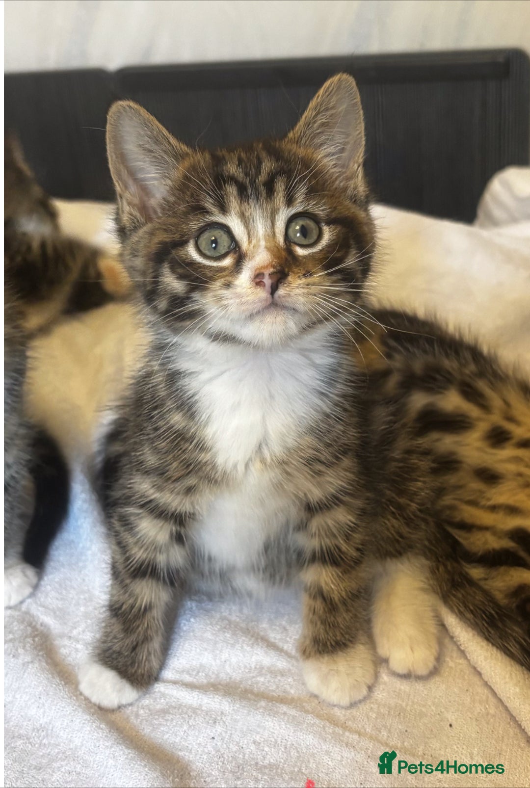 Norwegian Forest Cat cats for sale: Beautiful fluffy kittens - Image 16
