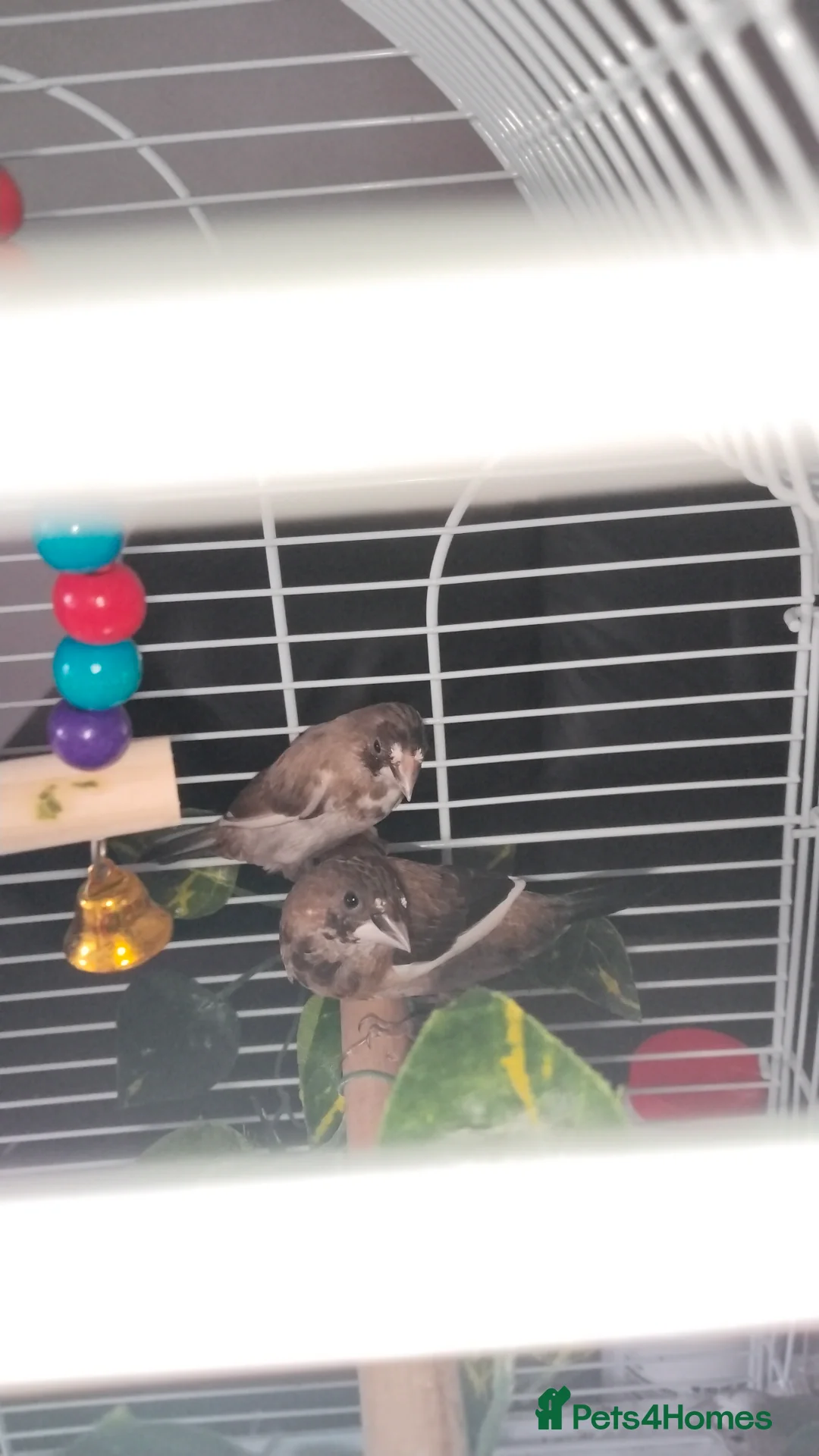 Finches birds for sale:  society finch  in Cardiff - Advert 3