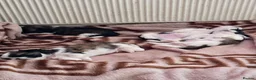 Shih Tzu dogs for sale: Hi my name is Maria  - Advert 13