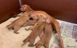 Hungarian Vizsla dogs for sale: Stunning Hungarian Vizsla Puppies  - Image 16