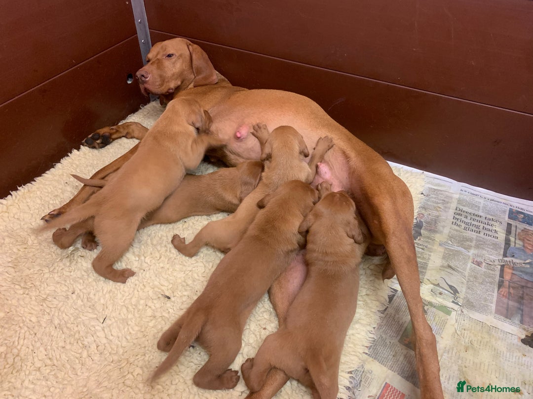 Hungarian Vizsla dogs for sale: Stunning Hungarian Vizsla Puppies  - Image 16