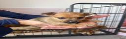 Mixed Breed dogs for sale: Norfolk terrier x Pomeranians - Advert 25