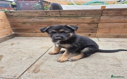 German Shepherd dogs for sale: Absolutely stunning German Shepherd pups in Doncaster - Image 1