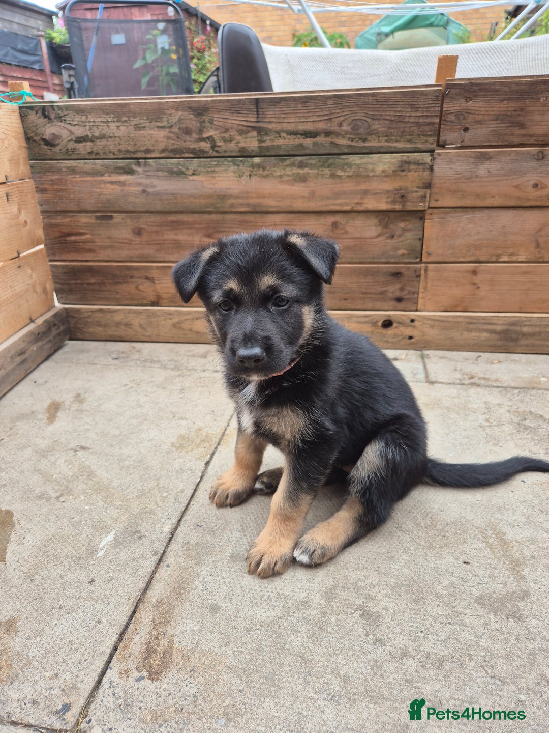 German Shepherd dogs for sale: Absolutely stunning German Shepherd pups in Doncaster - Image 1