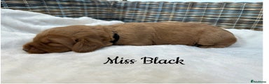 Miss Black