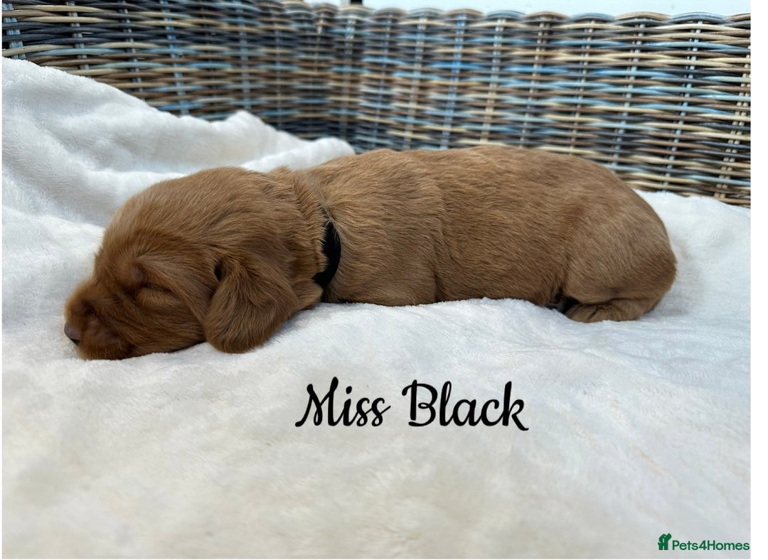 Labradoodle dogs for sale: ⭐️Fully Health Tested F1 Miniature Labradoodles - Advert 8