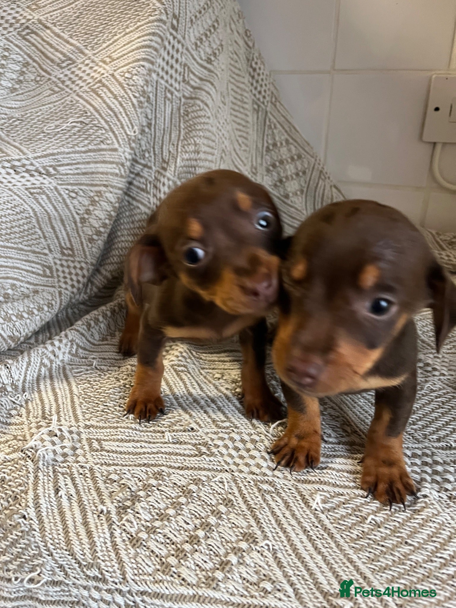 Dachshund dogs 2 beautiful dashound boys  - Advert 2