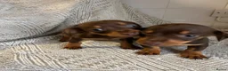 Dachshund dogs for sale: 2 beautiful dashound boys  - Advert 2