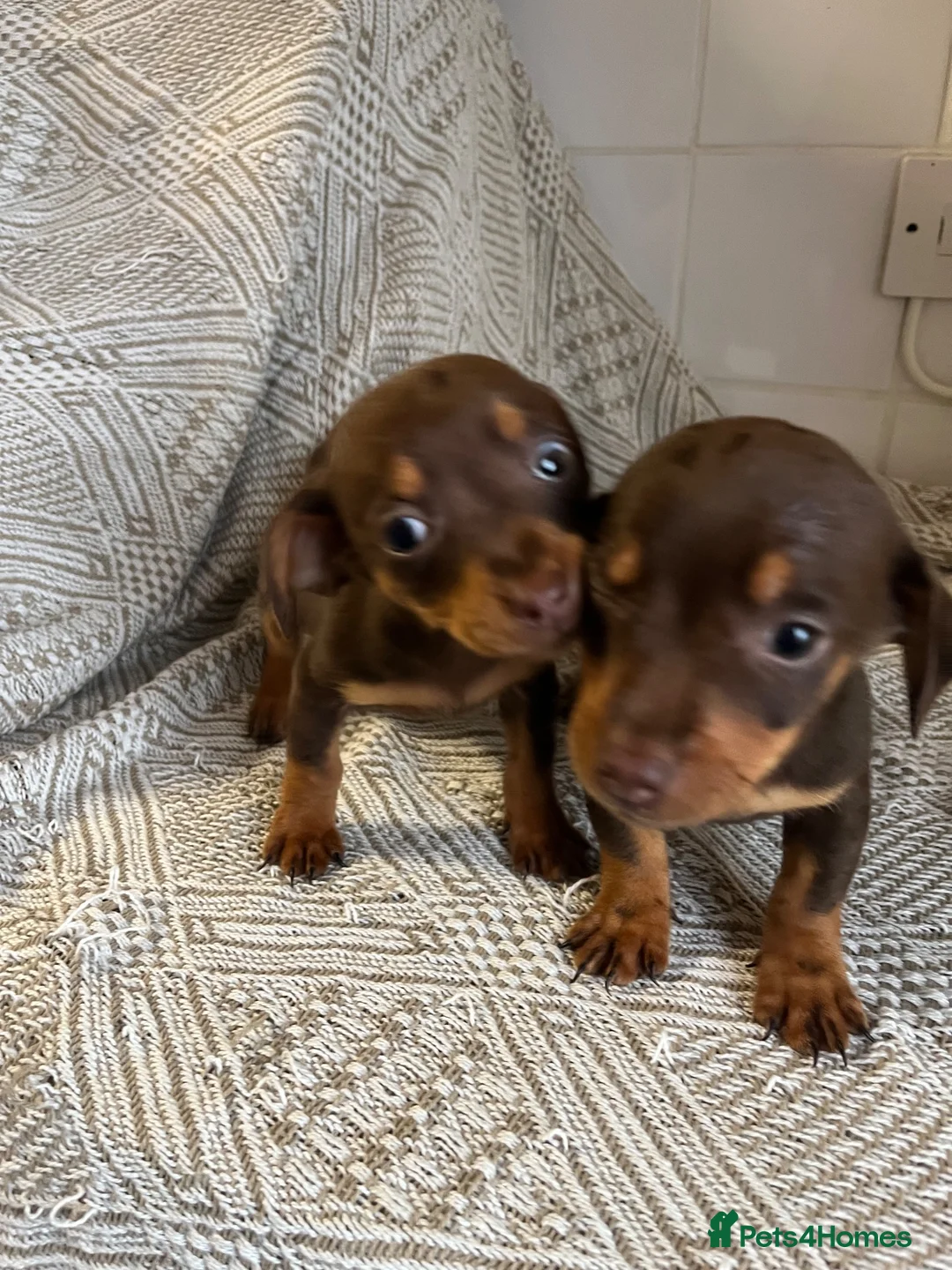 Dachshund dogs for sale: 2 beautiful dashound boys  - Advert 2