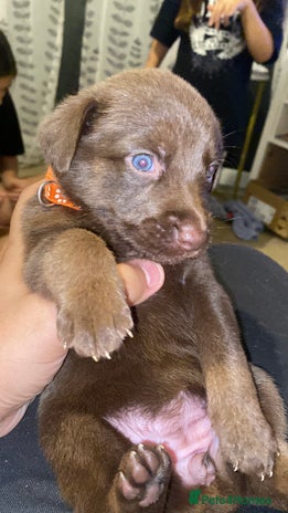 Mixed Breed dogs Beautiful Family-Raised Sheprador Puppies - Advert 4