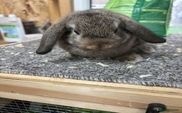 Mini Lop rabbits for sale: Pedigree Minilop babies for sale  - Image 6