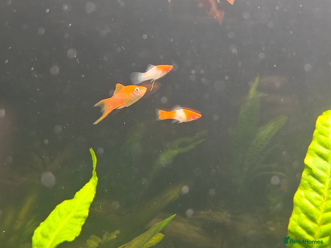 Swordtails fish for sale: Swordtails orange lyretail,kohak,tri colour  - Image 9